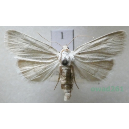 Photedes morrisii (Dale, 1837) Czech1